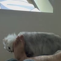 飼い主の足をかじる猫