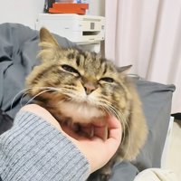 飼い主さんに顎を撫でられるキジトラ猫