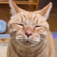 目を閉じた猫の顔