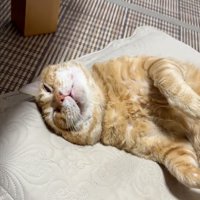目を開ける猫