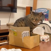 段ボール箱の中で座っているキジトラ