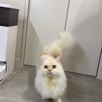 シャンプーをしてふわふわの毛並みになった猫