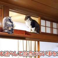 距離を取るネコ吉ちゃんとボス吉くん