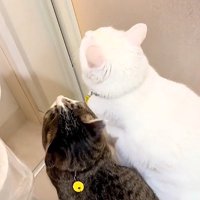 おふろを見守る2匹の猫