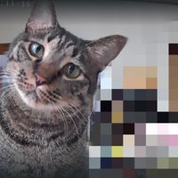 ペットカメラに映った猫