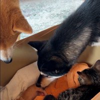 子猫を見守る犬と猫