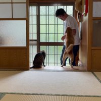 飼い主を出迎える犬と猫