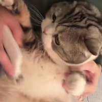 爪を切られる猫