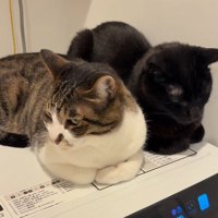 くつろぐ2匹の猫