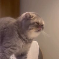 口元を舐める猫