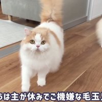 ご機嫌な毛玉兄弟