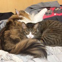 寄り添って眠る猫
