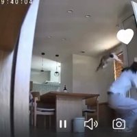 ジャンプする猫