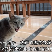 テロップ「にゃーにゃー」