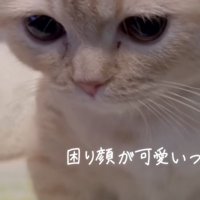 「困り顔が...」のテロップ写真