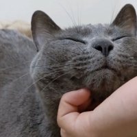 顎を撫でられる猫