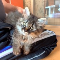 ひざの上に乗る子猫