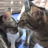 顔を近づける2匹の猫
