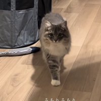 「そろりそろり」のテロップ写真