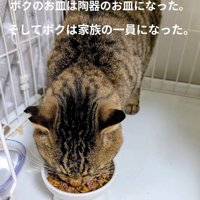 ごはんを食べる猫