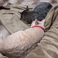 くつろぐ2匹の猫