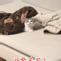 上を向く猫