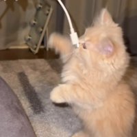 子猫の顔に当たったスマホのコード
