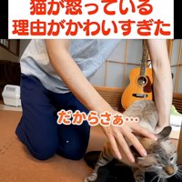 逃げようとする猫