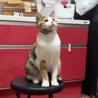 向かってくるボールを見つめる猫