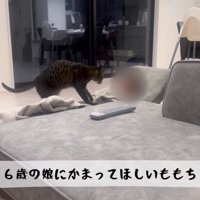 テロップ「6歳の娘に～」