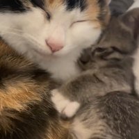 三毛猫とくっついて眠る子猫