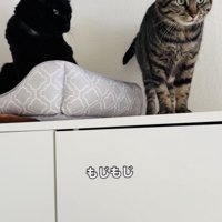 黒猫をごはんに誘いたいキジトラ猫