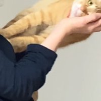 横向きに抱っこされている猫
