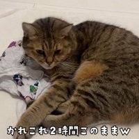 エコバッグの上で寝そべっている猫