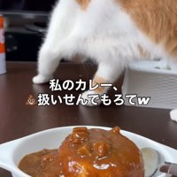 カレーに砂をかける仕草をする猫