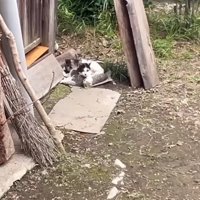 じっとしている母子猫