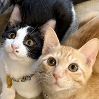 飼い主を見上げる2頭の猫の顔