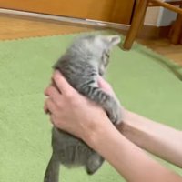 飼い主の手に噛みつく子猫