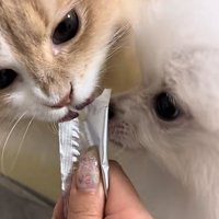 ちゅーるを食べている犬と猫