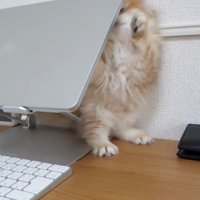 ノートPC と壁の間で遊ぶ猫