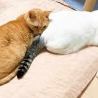 猫のおしりを枕にしている猫