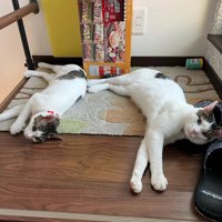 横になる2匹の猫