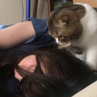 鳴きながら呼びかける猫