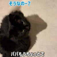 返事をする黒猫