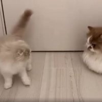 ドアの前の猫たち
