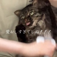 左手を上げる猫