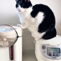 炊飯器に乗る白黒猫