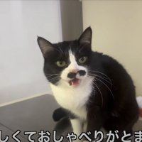カメラの方をみて鳴く猫