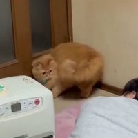 飼い主さんを凝視する猫