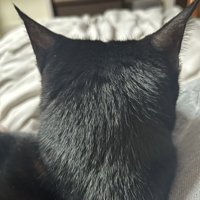 猫の後ろ姿